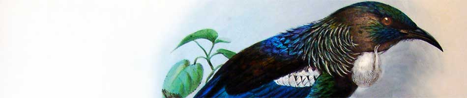 Tui or Parson Bird Prosthemadera Novae Zealandiae. From: 'A history of the birds of New Zealand' by Walter Lawry Buller